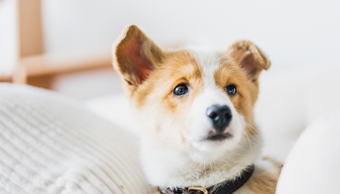 听说你有狂犬病恐惧症?算算你究竟被它骗了多少年!